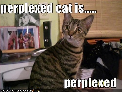 perplexed cat meme